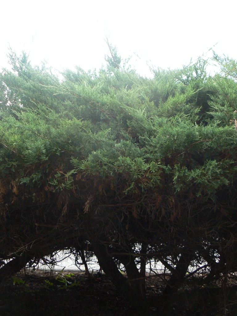 Arrowmont Utilitarian Clay Symposium VI